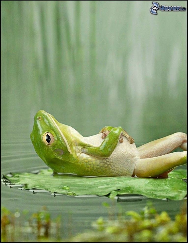 relaxing frog, rest, frog
