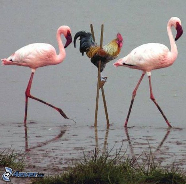 rooster, stilts, flamingos