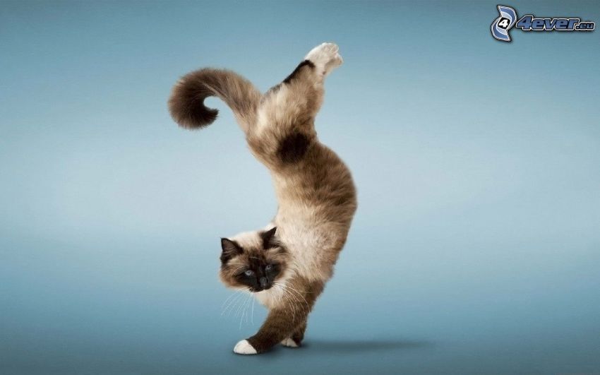 siamese cat, acrobatics