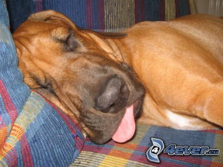sleeping dog, couch, put out the tongue