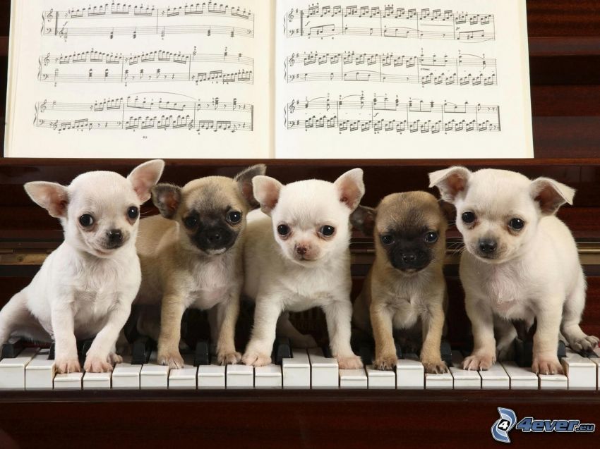 Small Dogs, Chihuahua, piano, sheet of music
