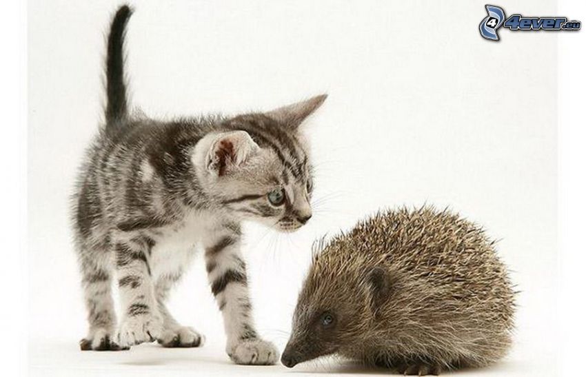 small gray kitten, hedgehog