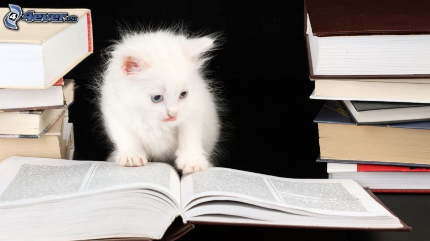 small white kitten, books