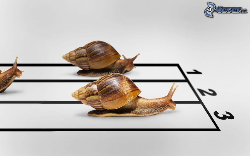 snails, race