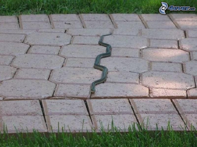 snake, pavement