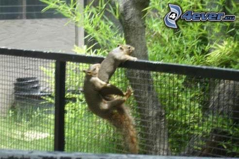 squirrels, wire fence