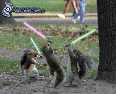 Star Wars, squirrels
