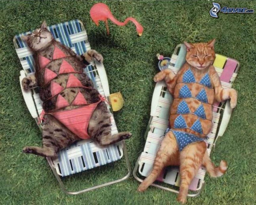 sunbathing, cats
