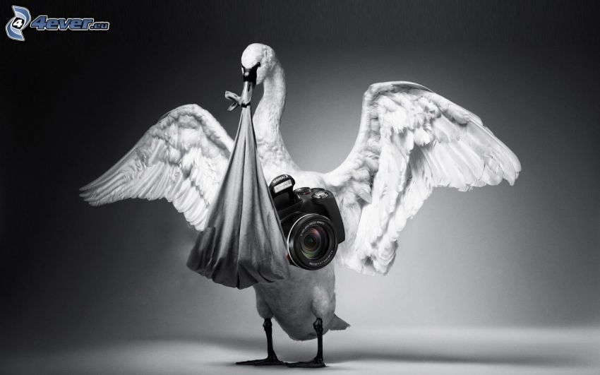 swan, camera, wings, blanket