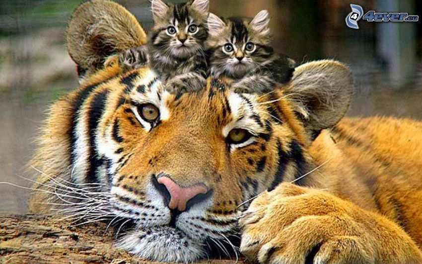 tiger, kittens