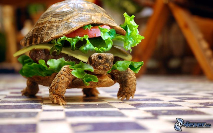 turtle, hamburger
