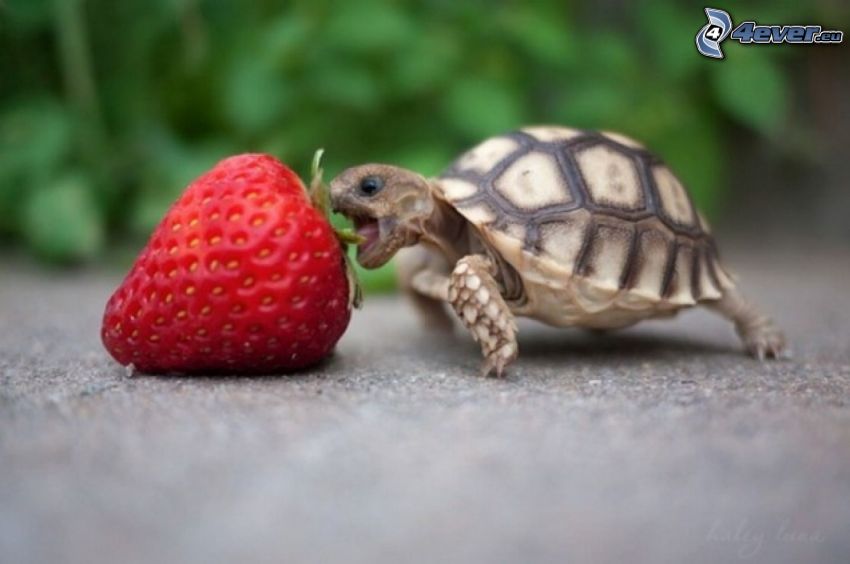 turtle, strawberry