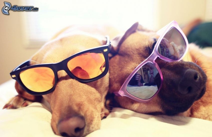 two dogs, sunglasses