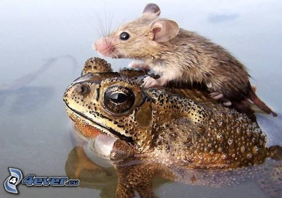 water, frog, mouse, toad