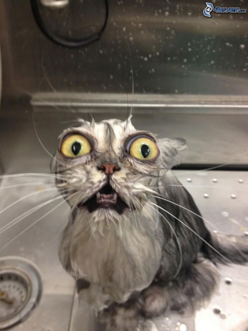 wet cat, big eyes, fear