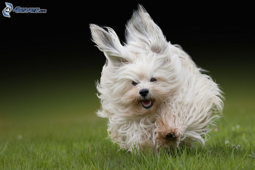 white dog, running, pelage