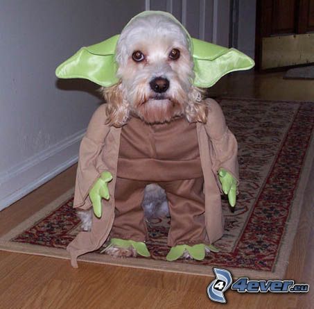 Yoda, Star Wars, dressed dog