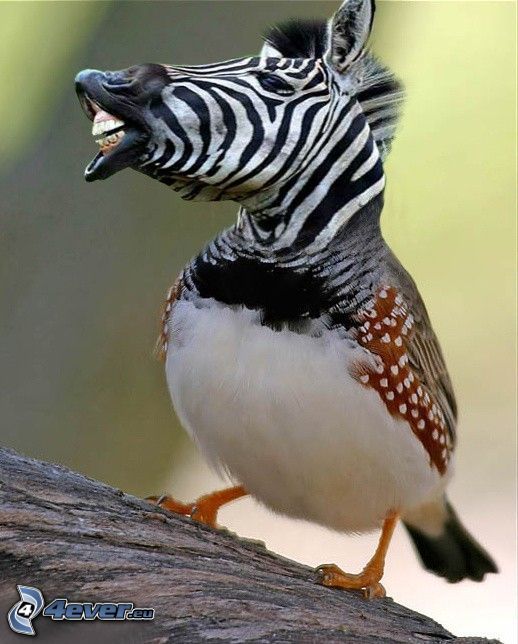 zebra bird