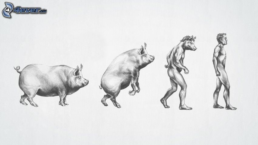 evolution, pig, human