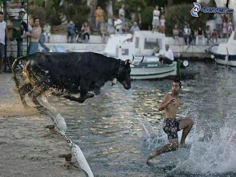 attack, bull, water, snapshot