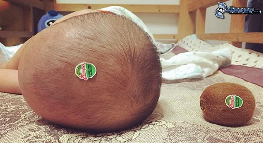 baby, kiwi, stickers