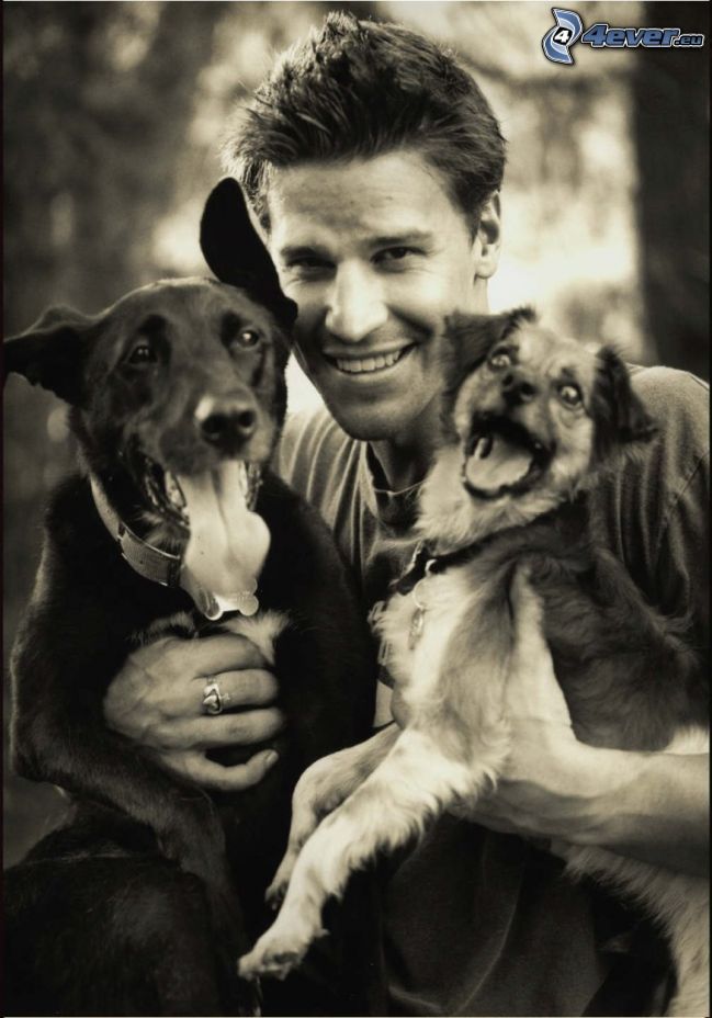 David Boreanaz, dogs
