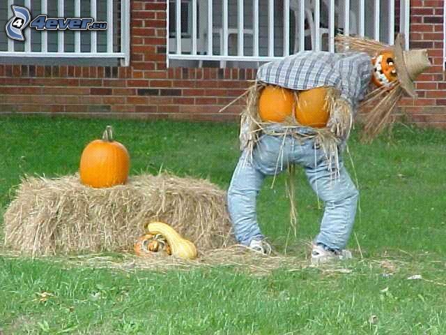scarecrow, ass, pumpkins