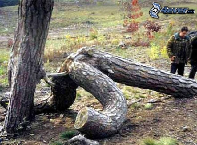 sex, trees, logs