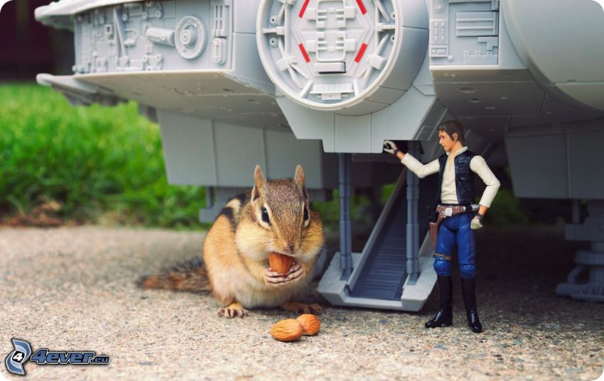 squirrel, Star Wars, parody