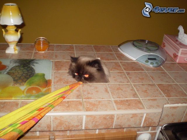 hairy cat, kitchen