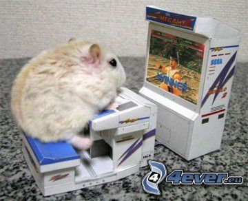 hamster, game, funny