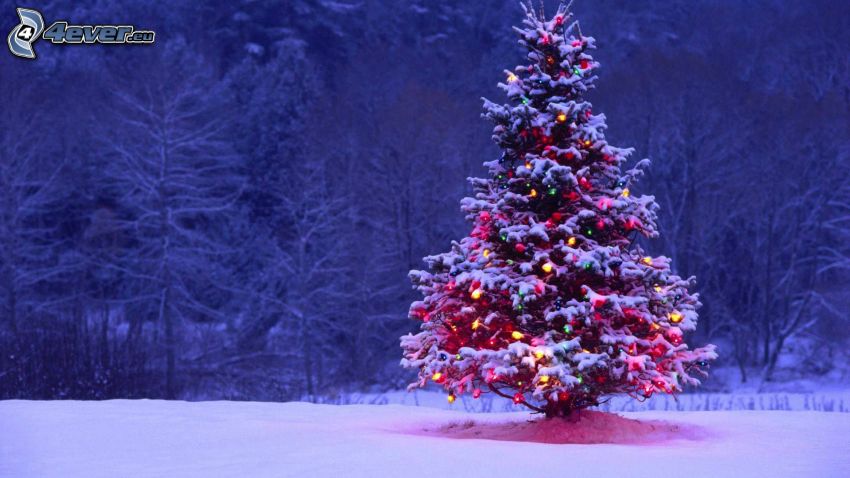 christmas tree, snowy trees