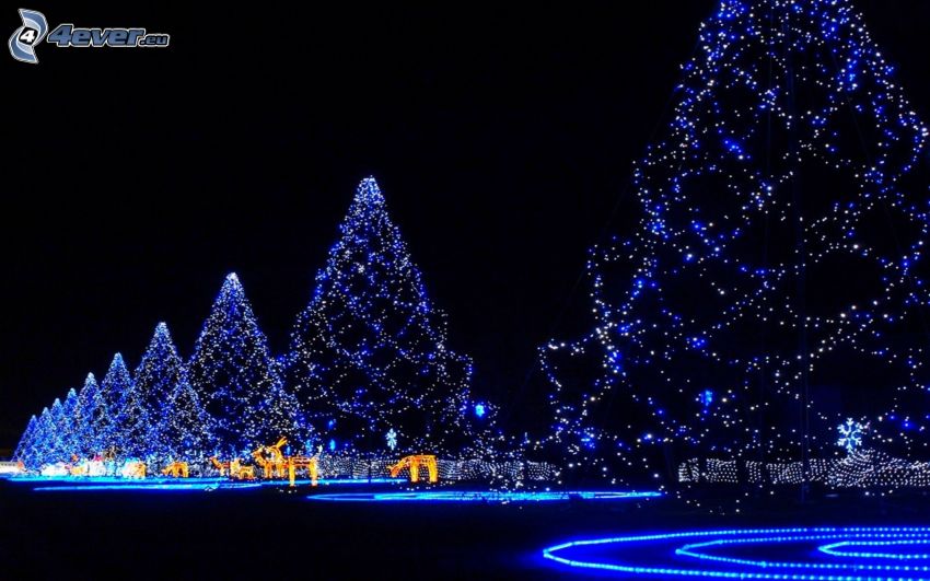 trees, christmas tree, night, reindeers