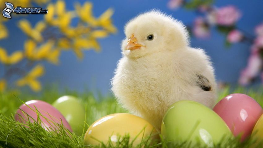 chick, easter eggs