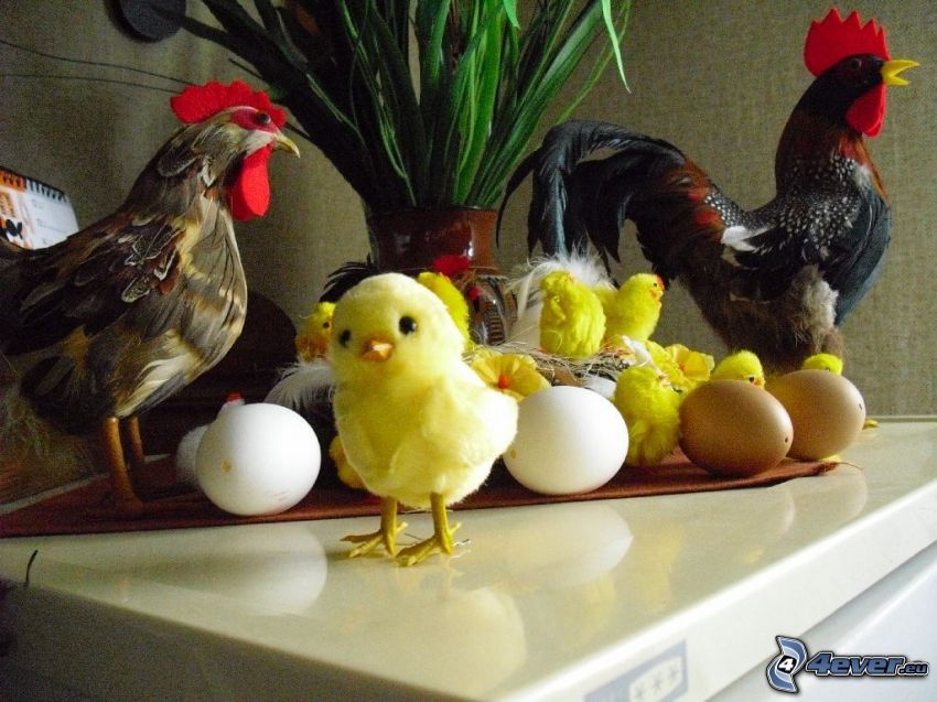chicks, rooster