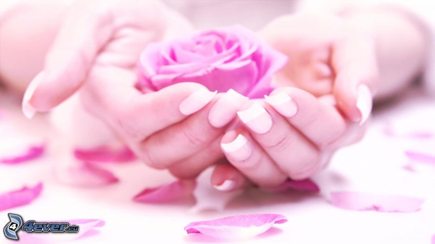 painted nails, pink roses, rose petals