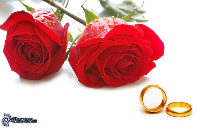red roses, wedding rings