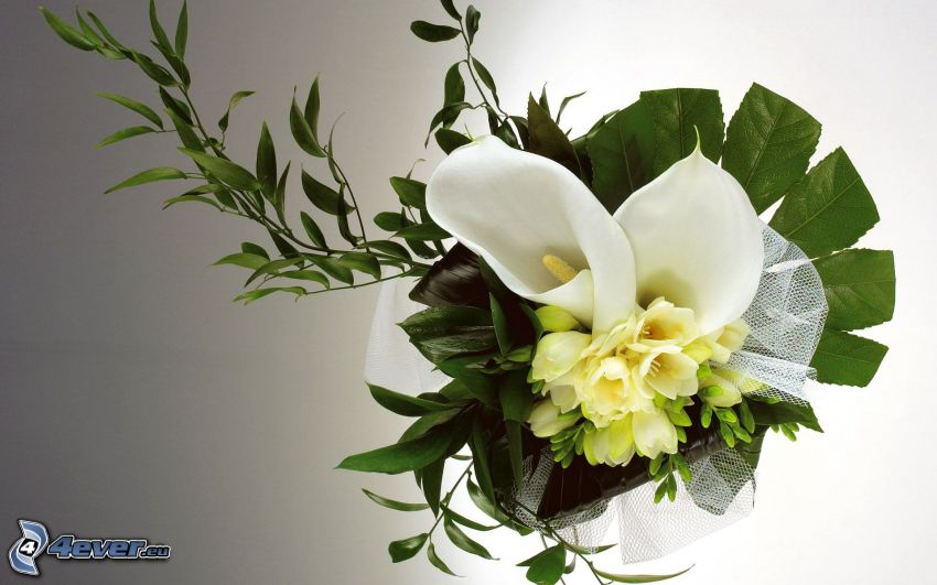 wedding bouquet, white flowers