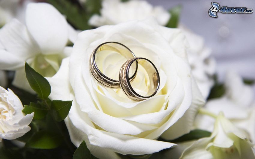 wedding rings, White rose, white flowers