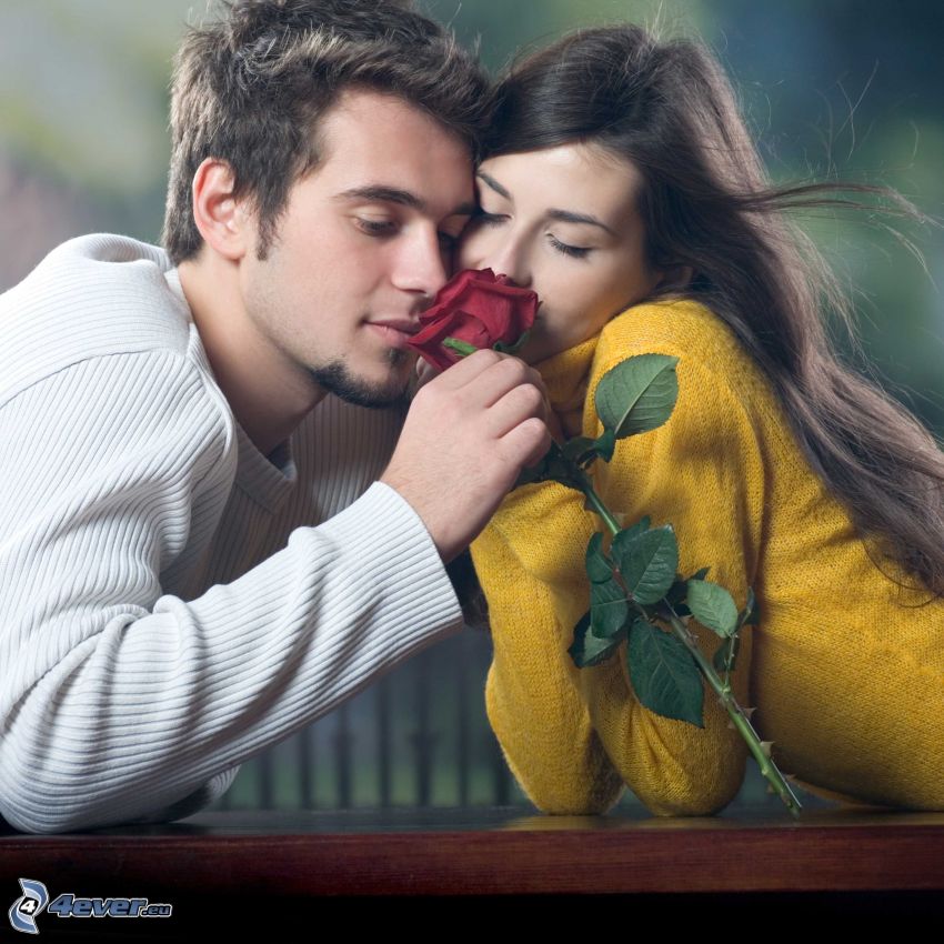 red rose, couple, romance