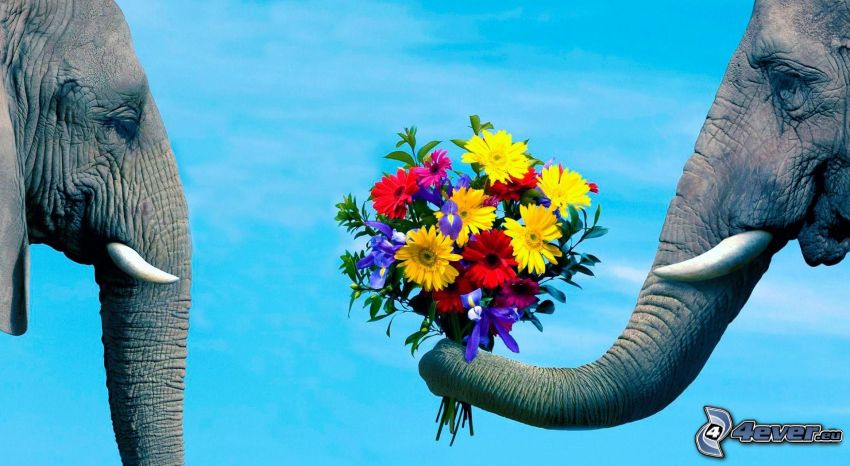 elephants, bouquets, love