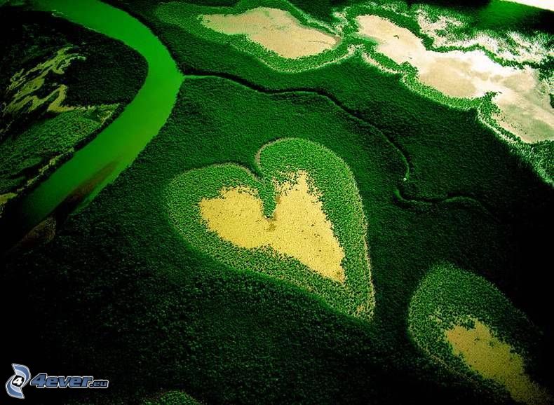 forest, heart, aerial view, nature