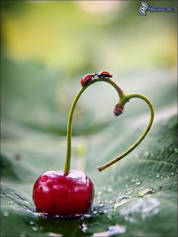 heart, cherry, ladybugs, love, dew