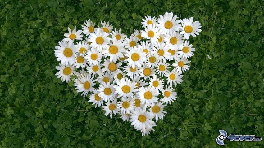 heart of the flowers, daisies