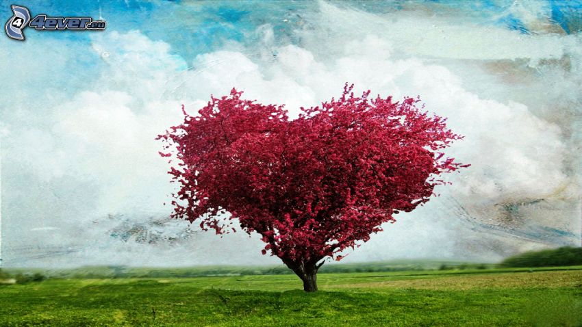 spreading tree, heart, pink flowers