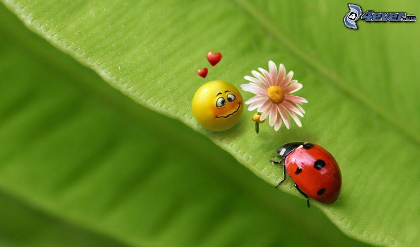 ladybug, smiley, daisy, hearts, love, green leaf