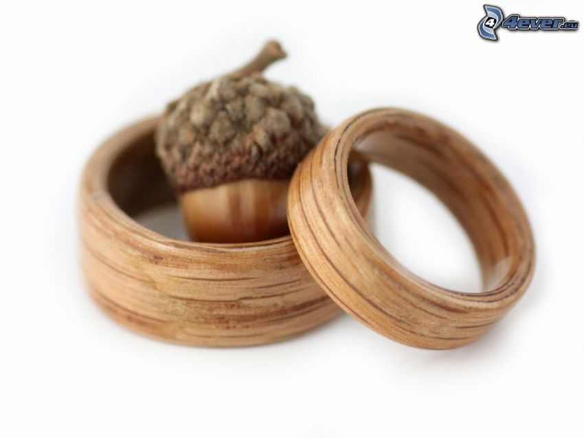 wedding rings, wood, acorn