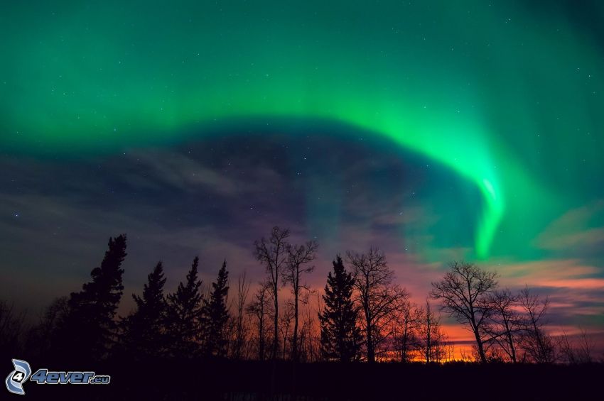 aurora, silhouettes of the trees