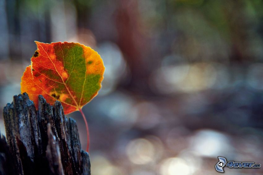 autumn leaf, wood