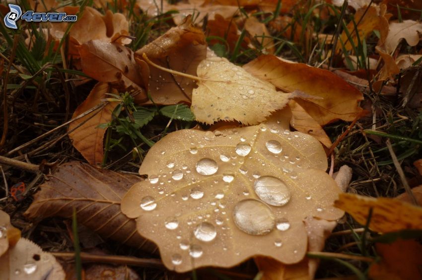 autumn leaves, drops of water, dew